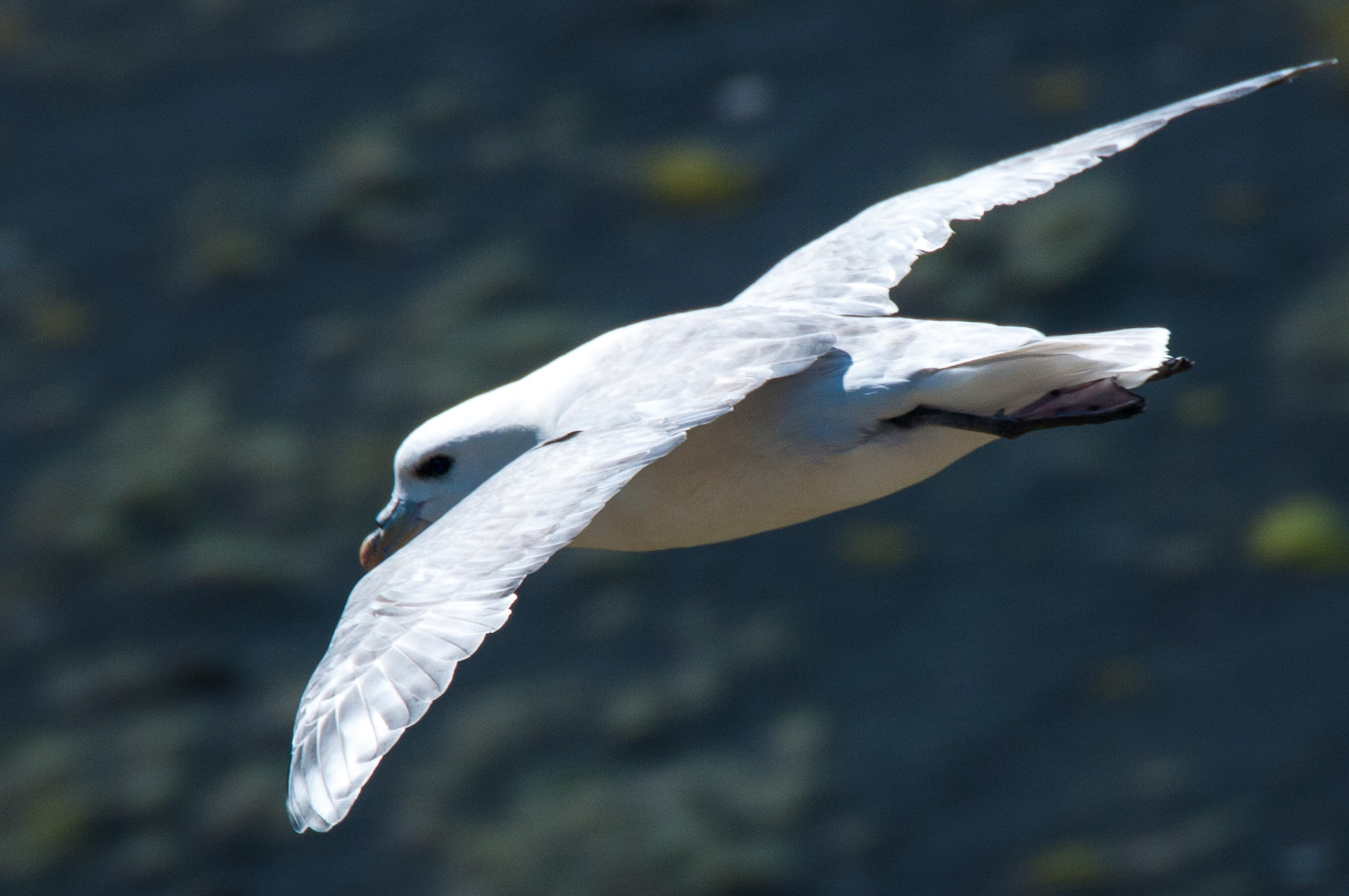 Eissturmvogel